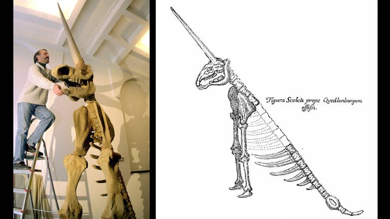 Das Einhorn-Skelett ist ein Exponat der Ausstellung über Otto von Guericke im Museum für Natorkunde in Magdeburg. (links) Einhorndarstellung aus der Protogaea von GWLeibniz (gedruckt 1749) (Foto: dpa Bildfunk, Peter_Förster (links) / Wikipedia gemeinfrei)